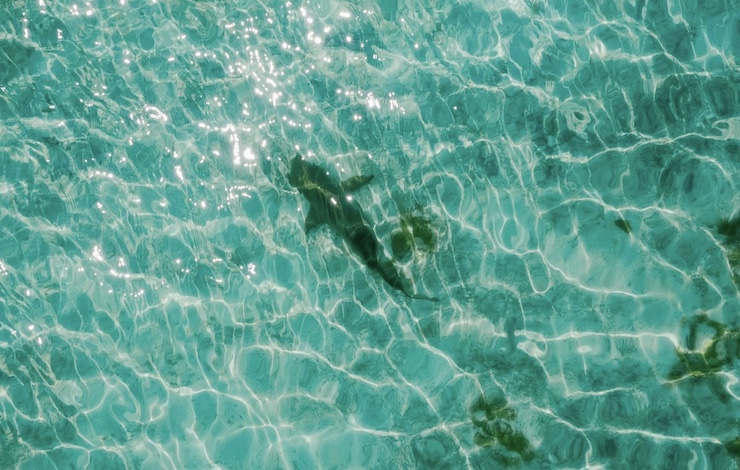 Australia Expands Drone Use to Protect Swimmers from Shark Attacks