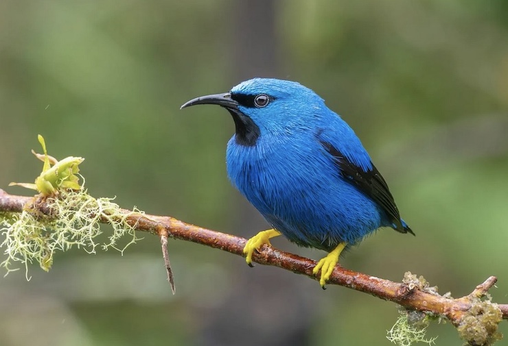 Hawaii Uses Drones to Fight Mosquitoes and Protect Honeycreepers