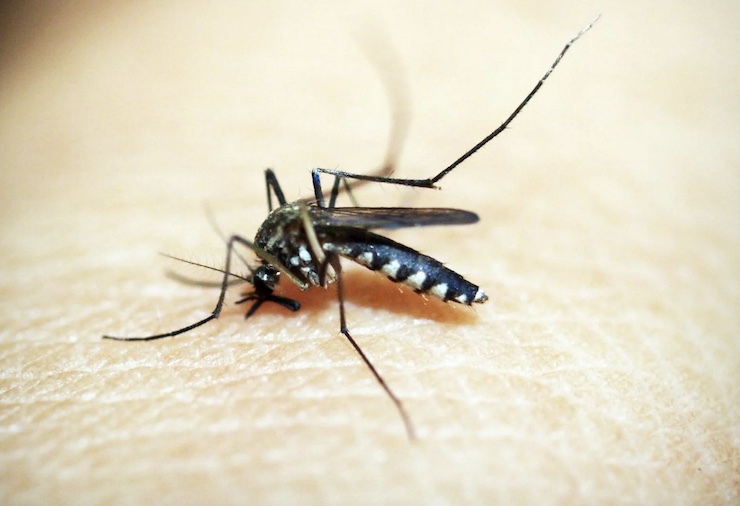 How Drones Are Controlling Mosquitoes in Minneapolis and St. Paul